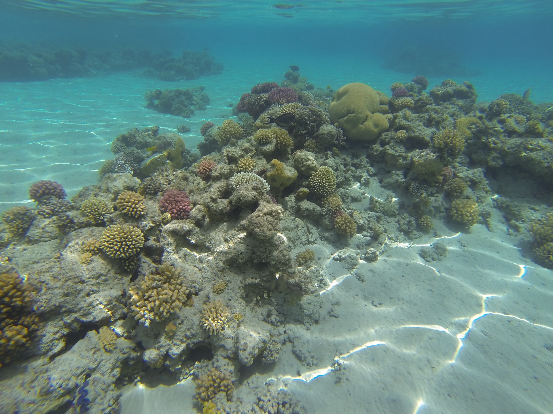 Coral reef roatan