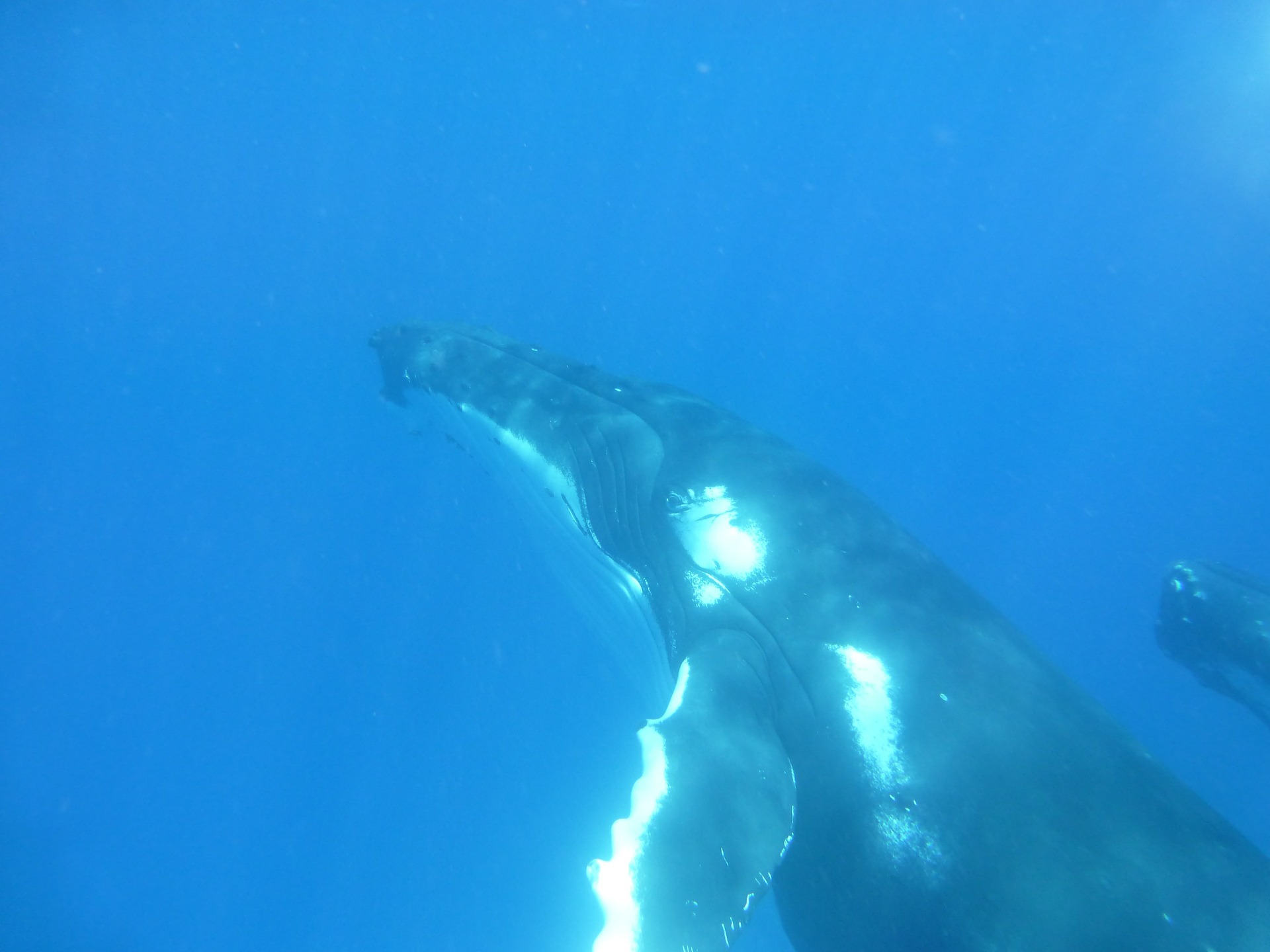 humpback-whale scuba diving costa rica