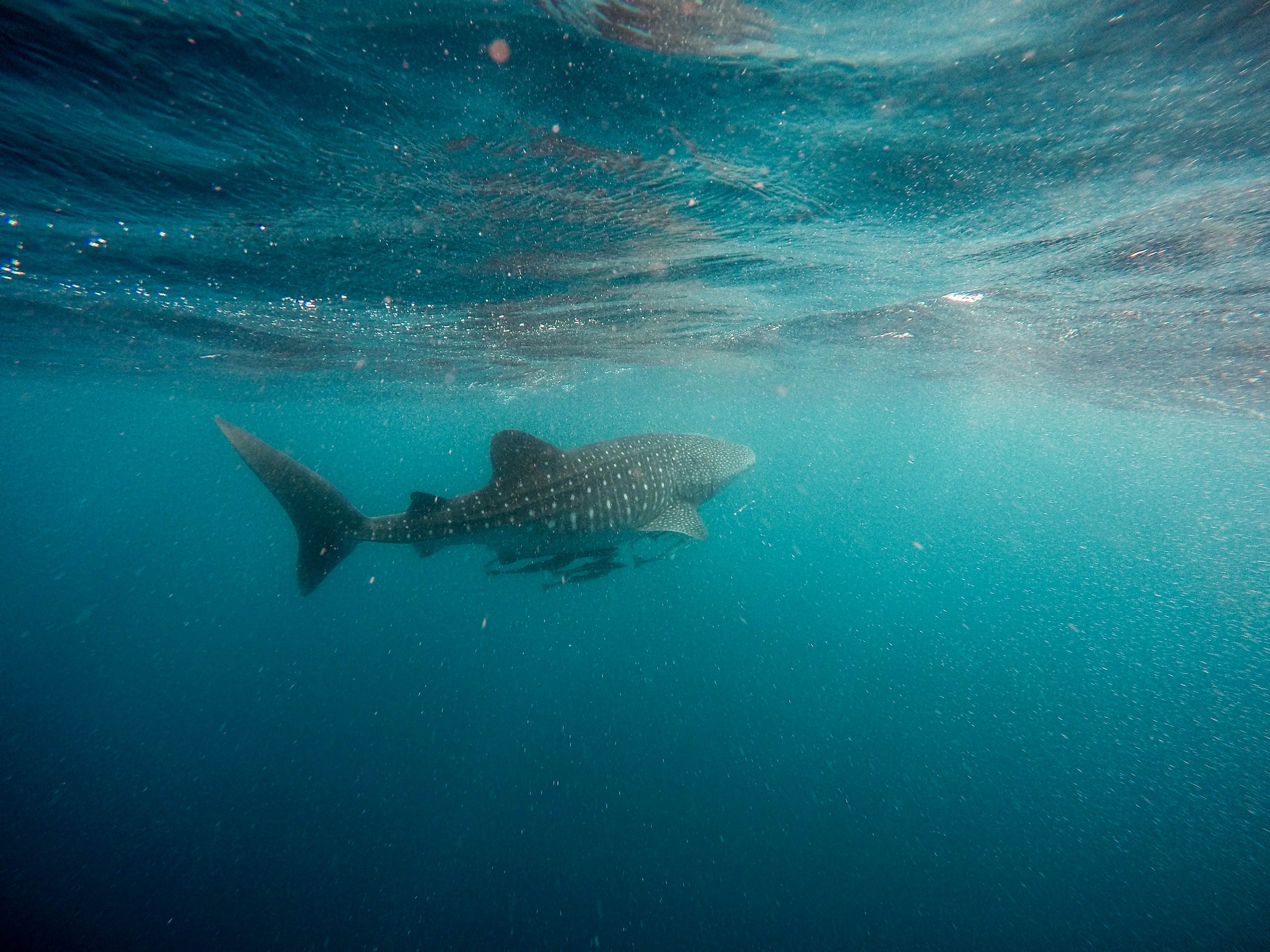 Whale Shark Utila