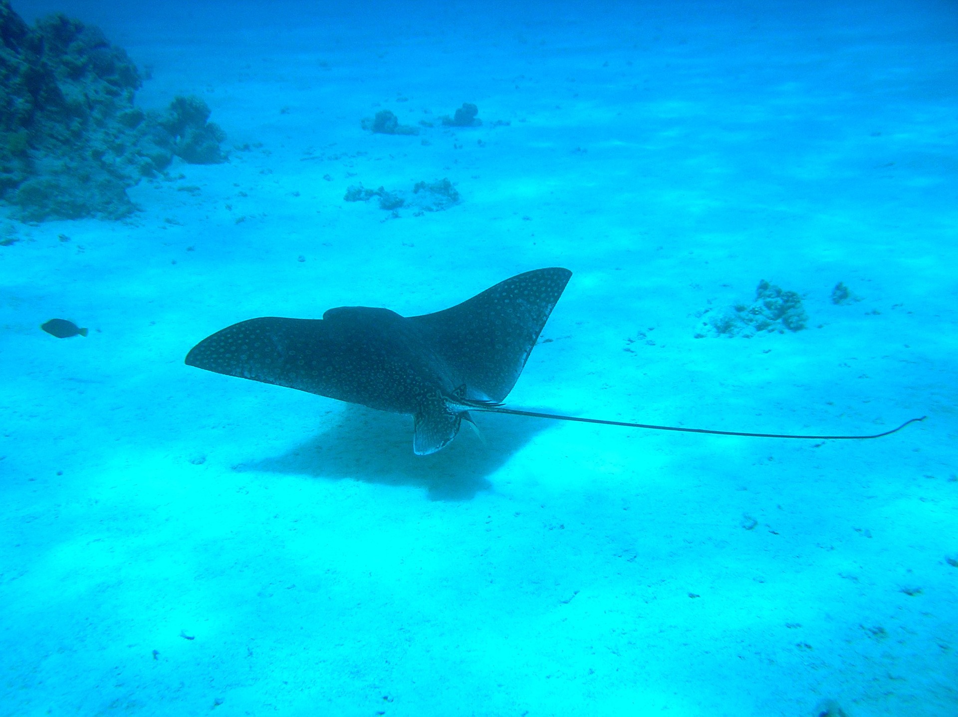 Manta Ray scuba diving Costa Rica